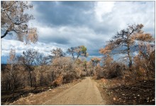 Carmel Forest / ***