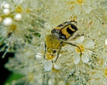 Voskovik gebunden / Trichius fasciatus