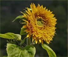 SUNFLOWER / ***