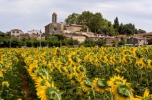 Blick auf die Burg Gala mit Sonnenblumenfelder / ***