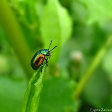 Blattkäfer yasnotochny / ***