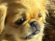 Traurigkeit Hund ... / .....