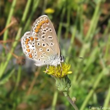 Kupfer-Schmetterling Schmetterling / ***