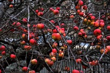 Äpfel / ***