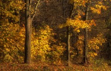Herbst Farbe Gold ... / ***