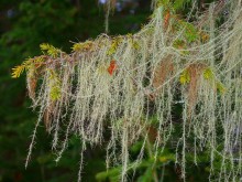 Witch\'s Broom / ***