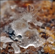 Ice Welpen ... / ***