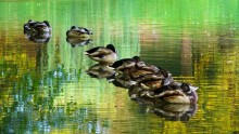 Ducks in der Disco:) / ***