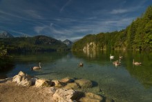 Alpsee / ***