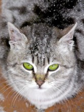 Winter pussycat .... / .............