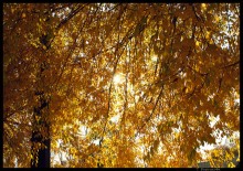 Orange Sky / ***