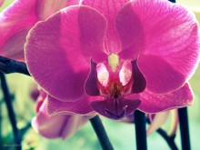 Orchidee / http://fotki.yandex.ru/users/nastikter/view/352454/?page=8
