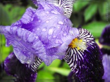 Iris / http://fotki.yandex.ru/users/nastikter/view/365342/?page=8