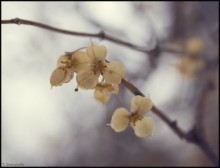 Winter Flowers / ******