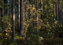 Im Wald Wildnis / ***