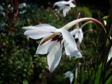 Blume / ***
