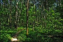 Crysis / ***