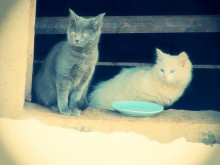 Waiting for Lunch / ***