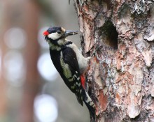 Classic woodpecker:) / ***