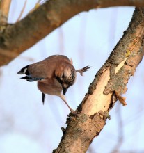 feathered Yogi / ***