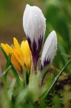 Die Farben des Frühlings / .........