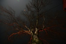 Night Birke / *****