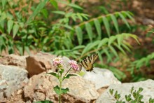 Wings of Athens / ***