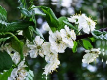 Frische / /////////////////////////////////