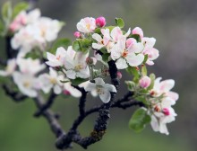 Die Farben des Frühlings / ........