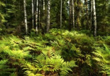 Forest Teppich / ***