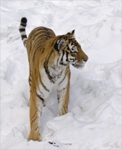 Sibirischer Tiger / ......