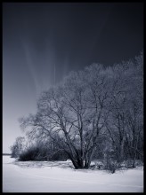 _ice tree_ / ***