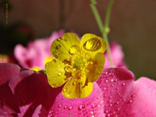 Buttercup und Pion / //////////////////////