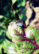 Kupfer-Schmetterling / **************
