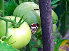Schmetterling und Tomaten:) / ******