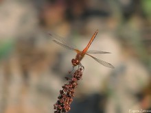 Dragonfly / ***