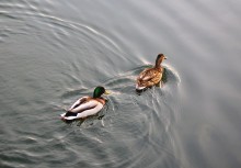 er und sie / ,,,,,,,,,,