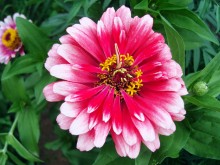 Red Flower / ***