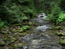 Bach im Wald / *********