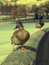 Ducks / ***