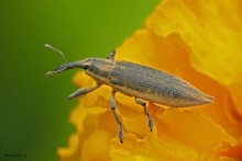 Weevil Frachnik gewöhnlichen / Lixus iridis