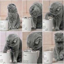 Kochen Tee-Katze ... / ***