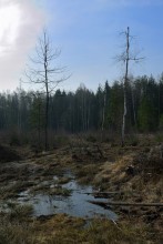 Spring, Sumpf der ... / ***