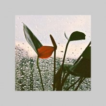 ... Sommer regen ... / ***