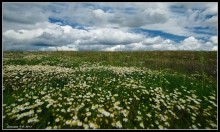 Gänseblümchen / ***