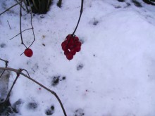 rot / ***