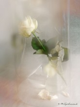 Dream Rose / ***