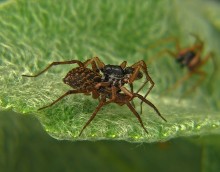 Spinnen-Wölfe Acantholycosa lignaria / Acantholycosa lignaria