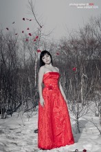 Rose im Schnee / ***