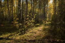 Herbst Strahl im Birkenwald / *******